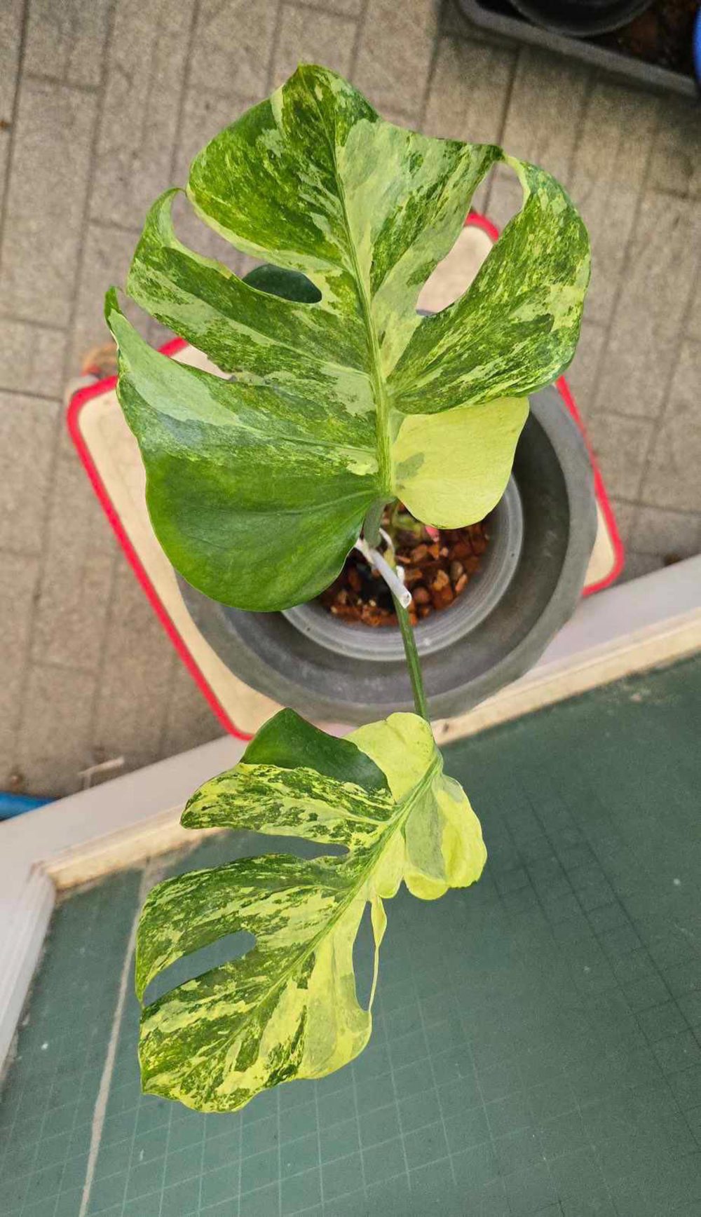 Monstera Ocean Lava - Super Rare (exact pics) - Image 3