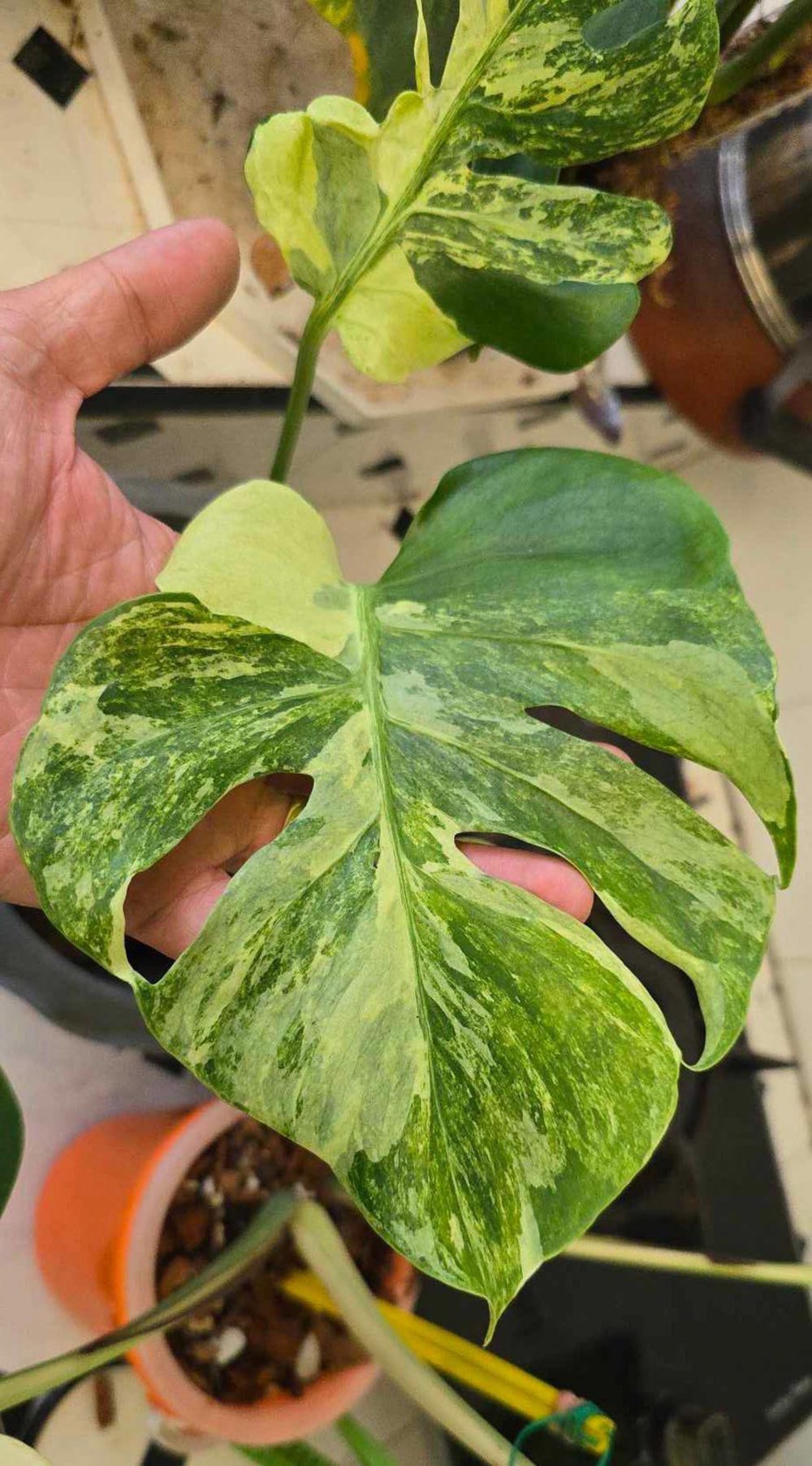 Monstera Ocean Lava - Super Rare (exact pics) - Image 2