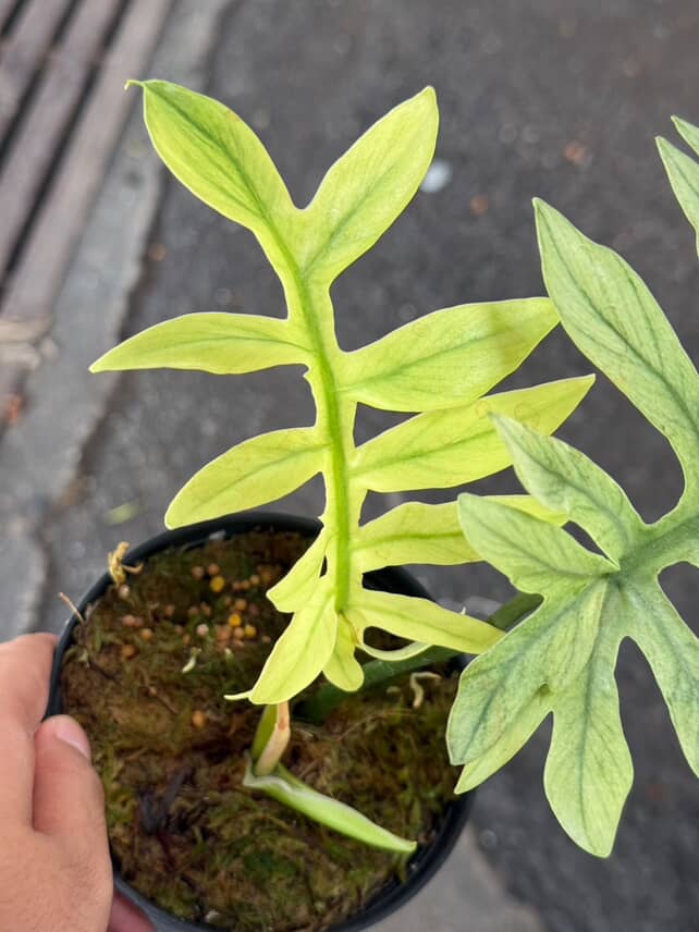Philodendron Mayoi Mint Variegated - Image 3