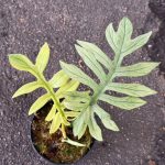 Philodendron Mayoi Mint Variegated