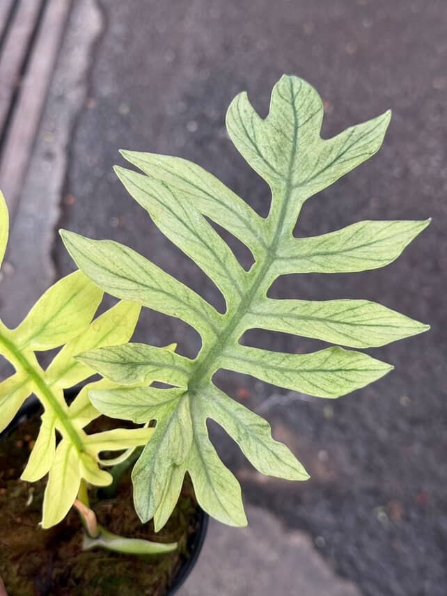 Philodendron Mayoi Mint Variegated - Image 2