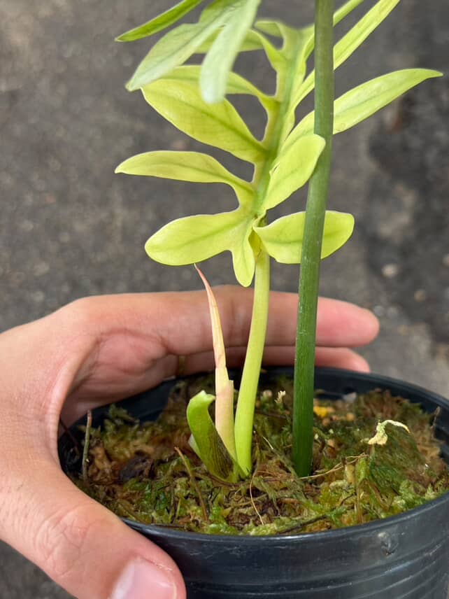 Philodendron Mayoi Mint Variegated - Image 4