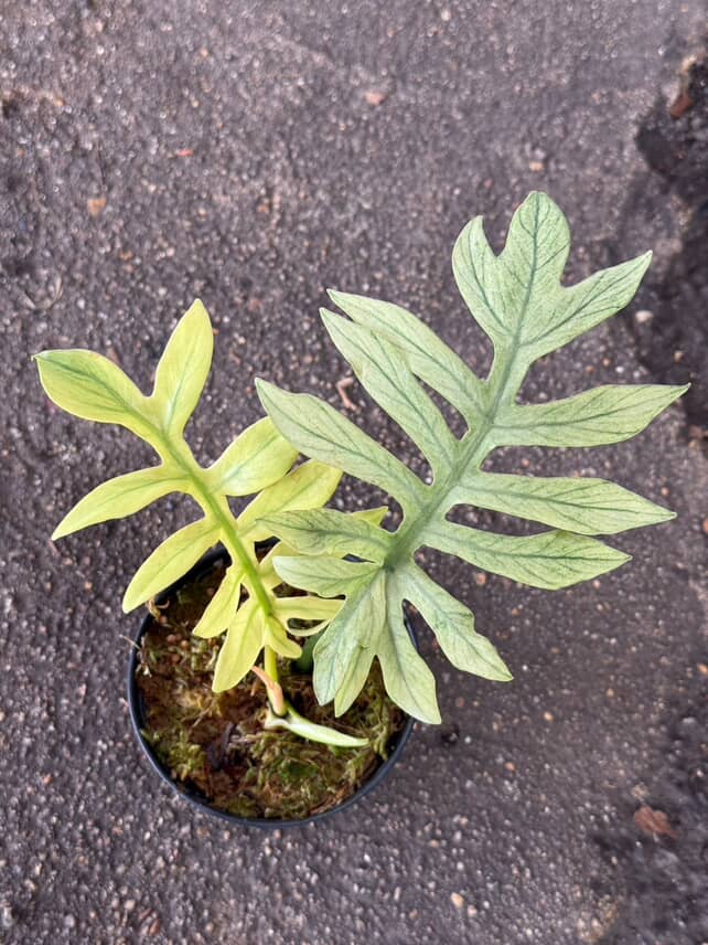 Philodendron Mayoi Mint Variegated