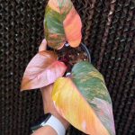 Philodendron Pink Princess Tricolor