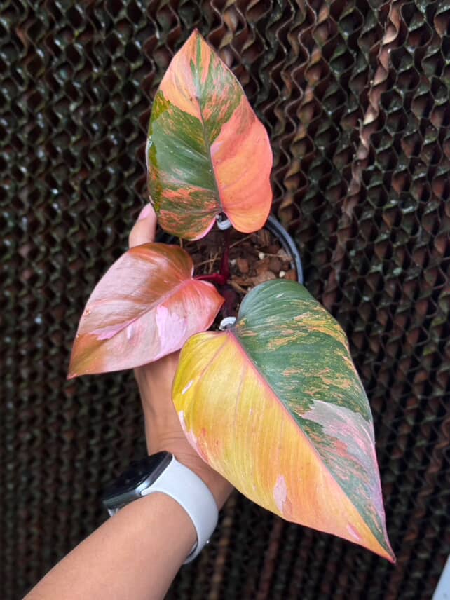 Philodendron Pink Princess Tricolor