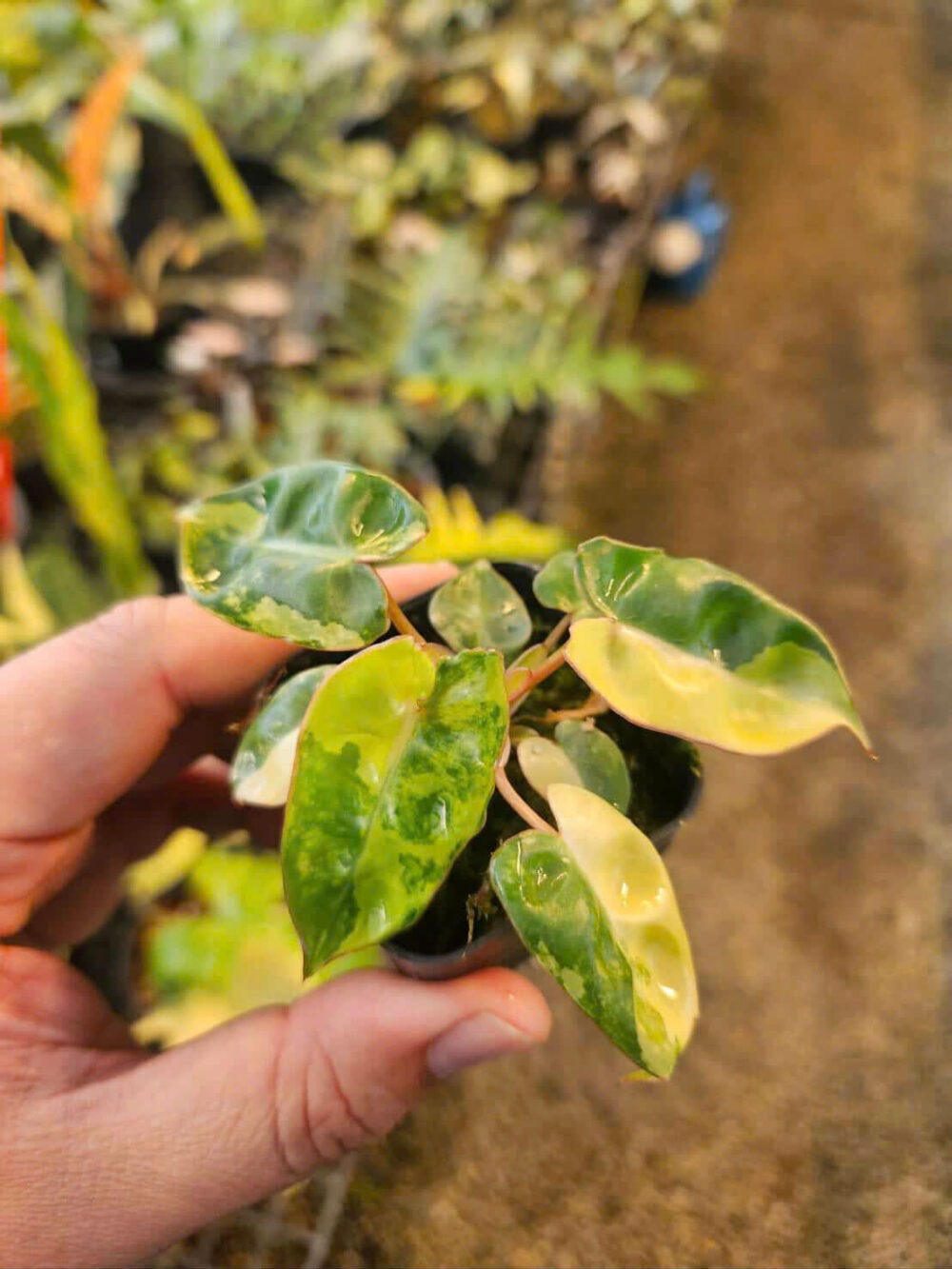 Philodendron Billietiae Variegated - Image 8