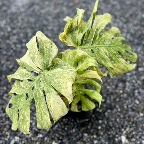 monstera thai constellation legacy