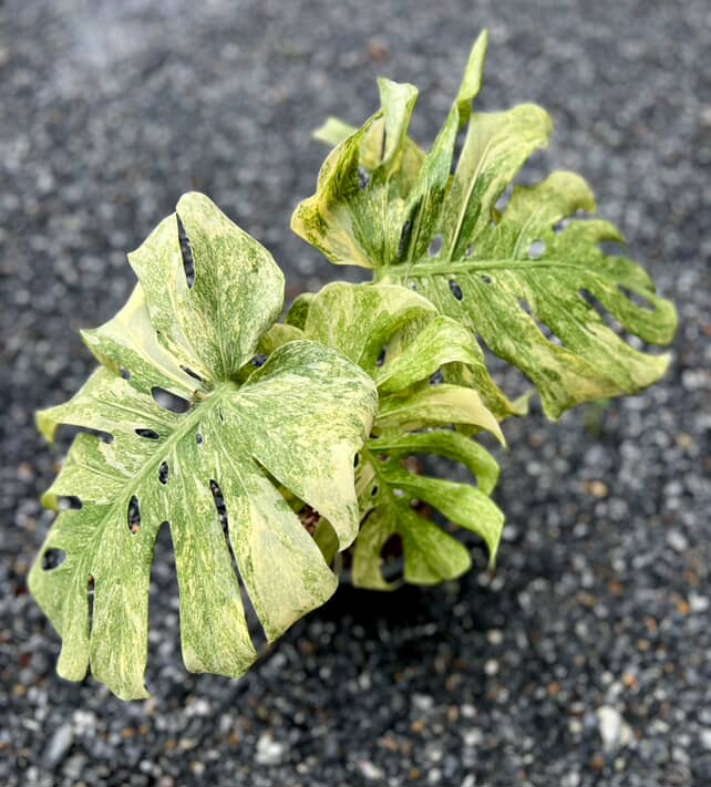 monstera thai constellation legacy