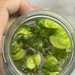 Anthurium clarinervium variegated