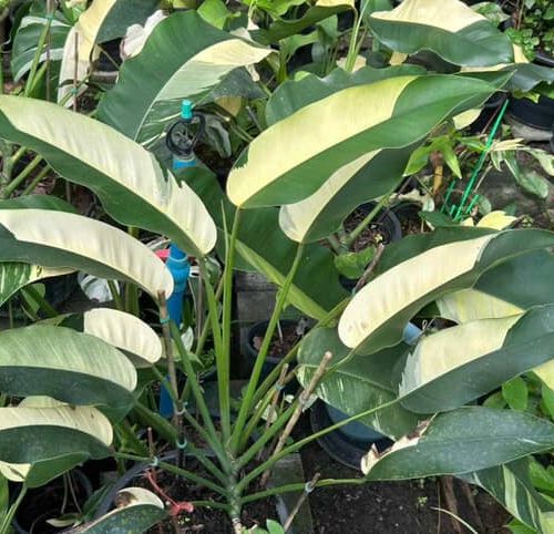 Epipremnum Gigateum variegated