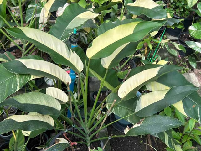 Epipremnum Gigateum variegated