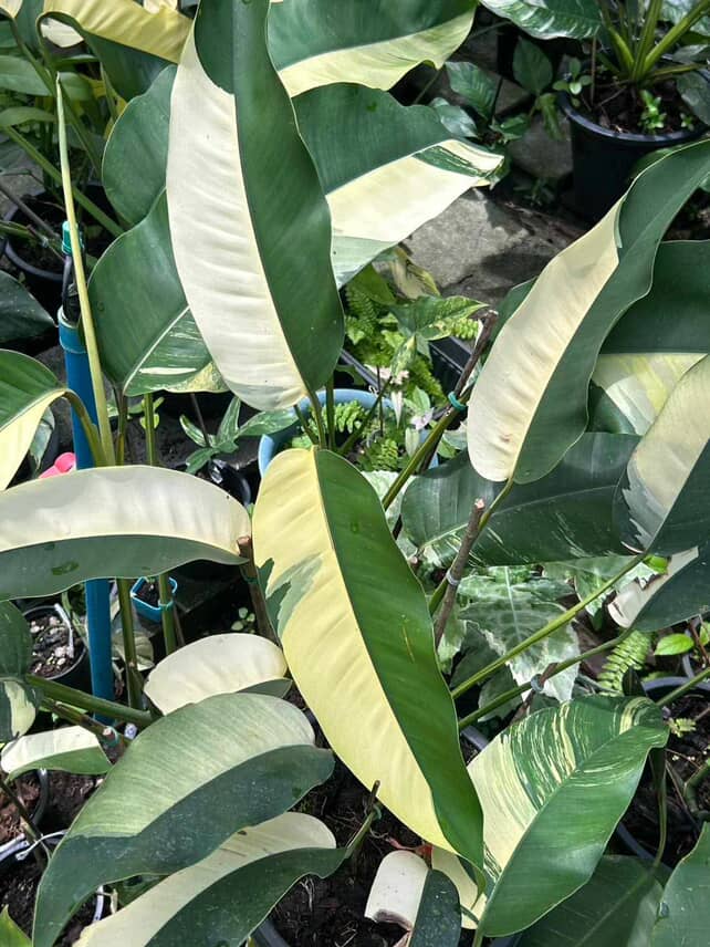 Epipremnum Giganteum Variegated Half moon Albo - Image 2