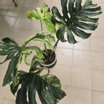 Monstera Deliciosa Ocean Mint Variegated