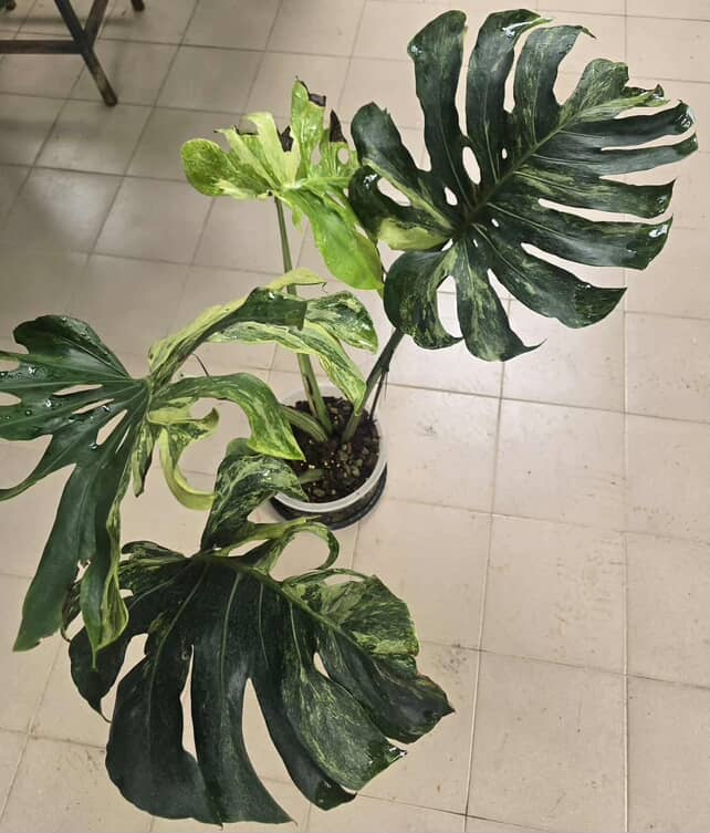 Monstera Deliciosa Ocean Mint Variegated