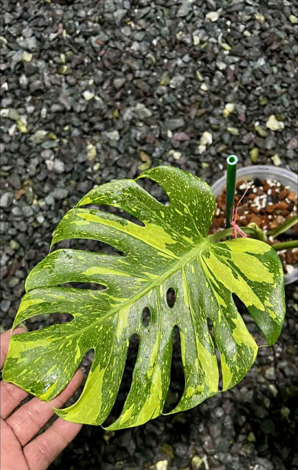 Monstera deliciosa 'Electrolyte' Rare | Monstera ElectroLight Variegated | Actual plant - Image 11