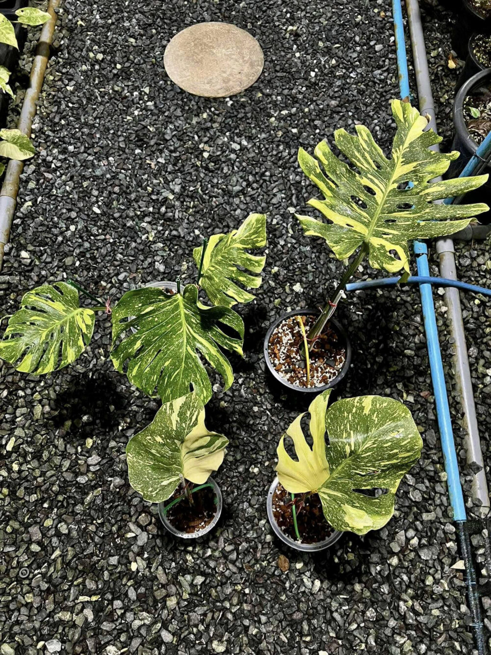 Monstera deliciosa 'Electrolyte' Rare | Monstera ElectroLight Variegated | Actual plant - Image 12