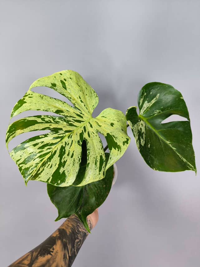 Rare Monstera Deliciosa bulbasaur Limited from Thailand on Sale