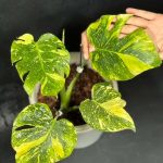 Monstera deliciosa Electrolyte