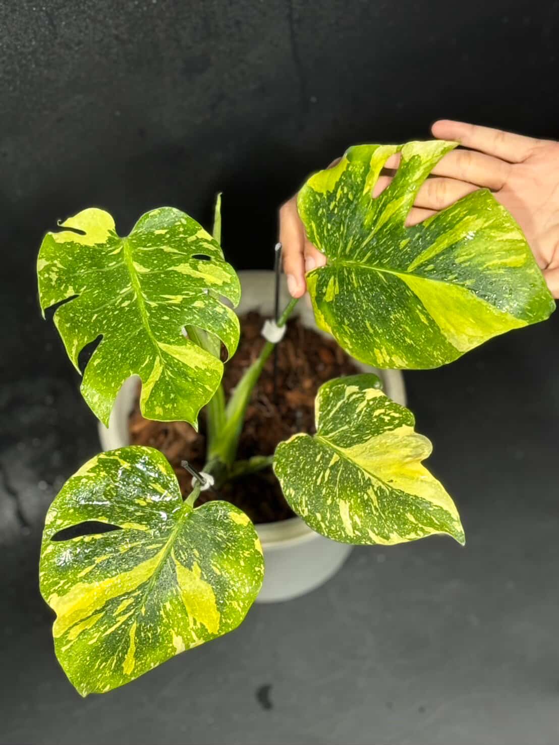 Monstera deliciosa Electrolyte