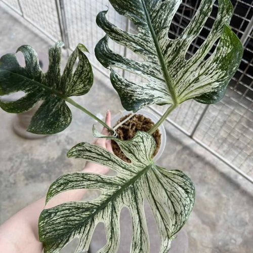 Monstera devil monster