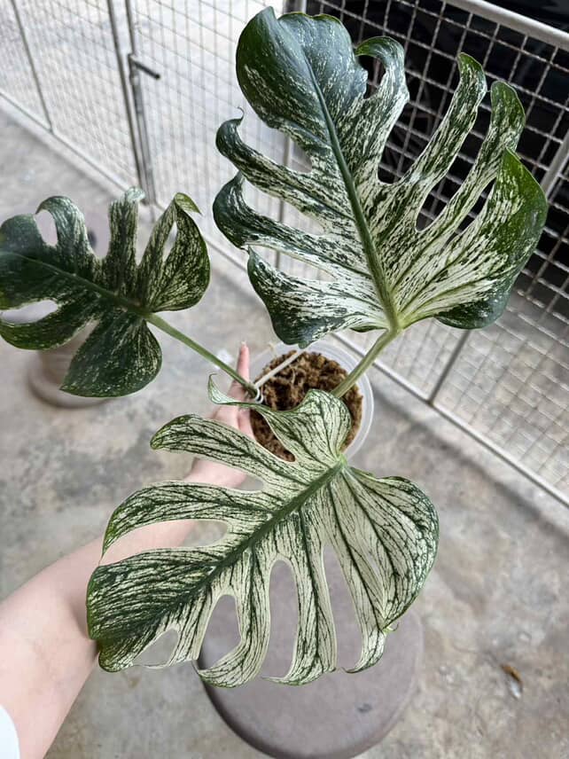 Monstera devil monster