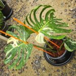 Monstera medusa variegated