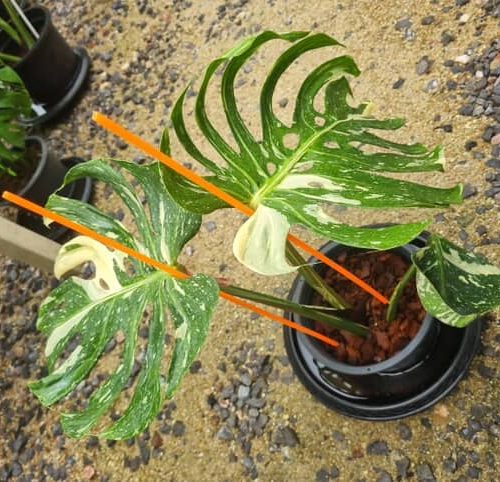 Monstera medusa variegated