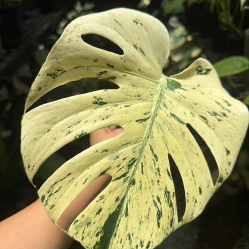 Monstera white bulbasaur