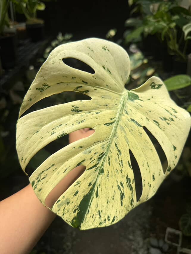 Monstera white bulbasaur