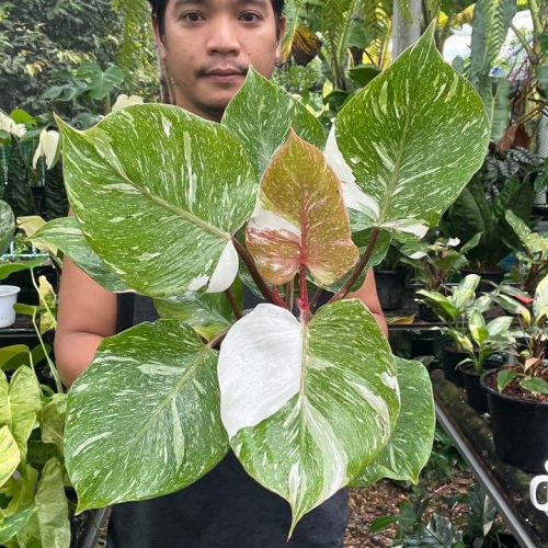 Philodendron white knight galaxy