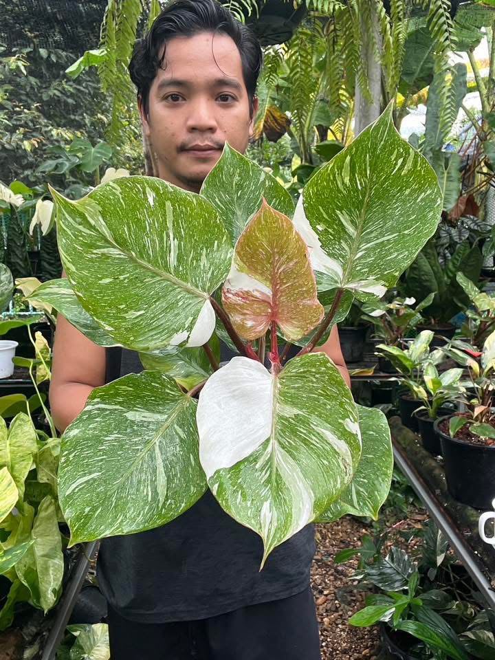 Philodendron white knight galaxy