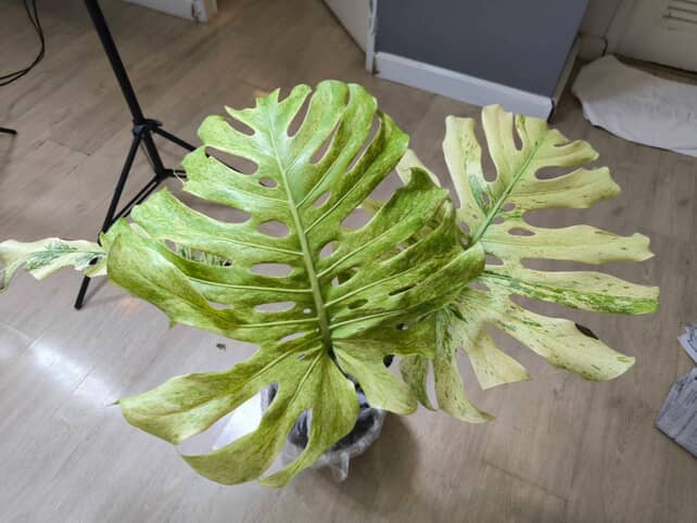 Monstera Deliciosa 'White Tears' FULL Mint - BiG Size Rare | Actual plant - Image 3