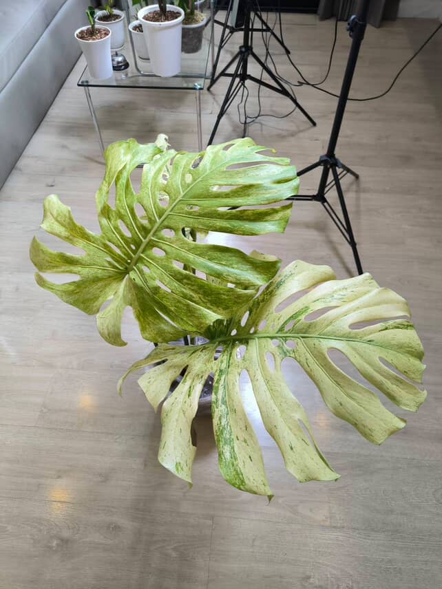 Monstera Deliciosa 'White Tears' FULL Mint - BiG Size Rare | Actual plant - Image 2