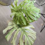 Monstera White Tears Full mint