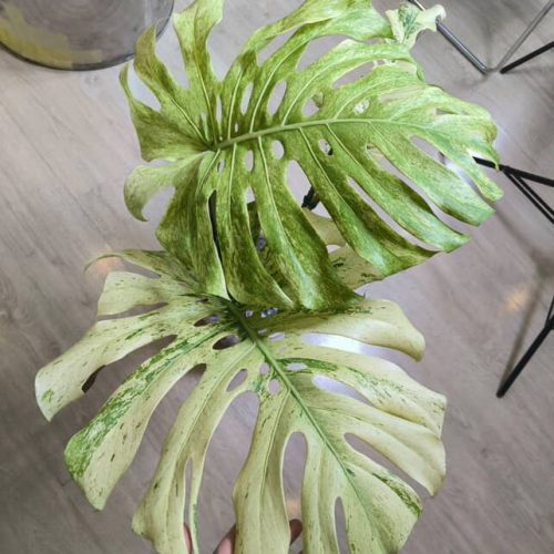 Monstera White Tears Full mint
