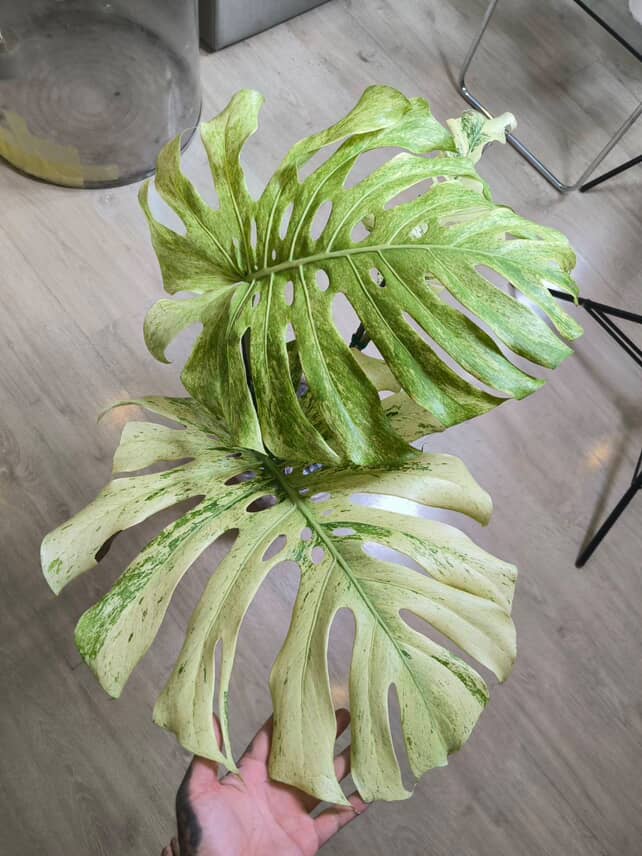 Monstera White Tears Full mint