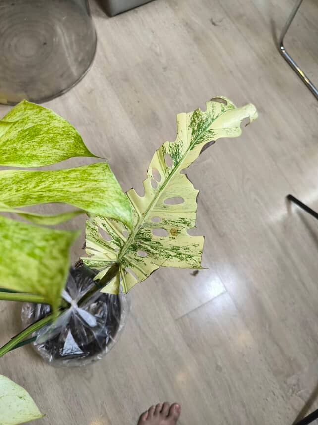 Monstera Deliciosa 'White Tears' FULL Mint - BiG Size Rare | Actual plant - Image 4