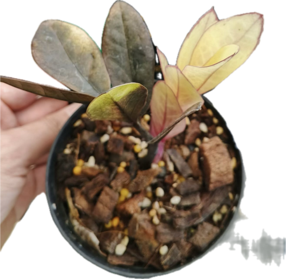 Zamioculcas zamiifolia raven black pink orange variegated - Exact Plant - Image 2