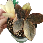 Zamioculcas zamiifolia raven black pink orange variegated