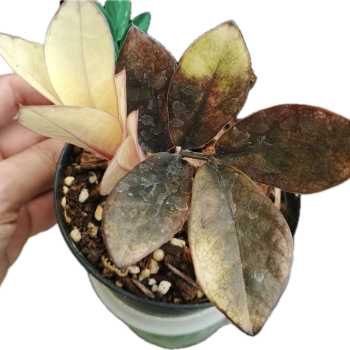 Zamioculcas zamiifolia raven black pink orange variegated