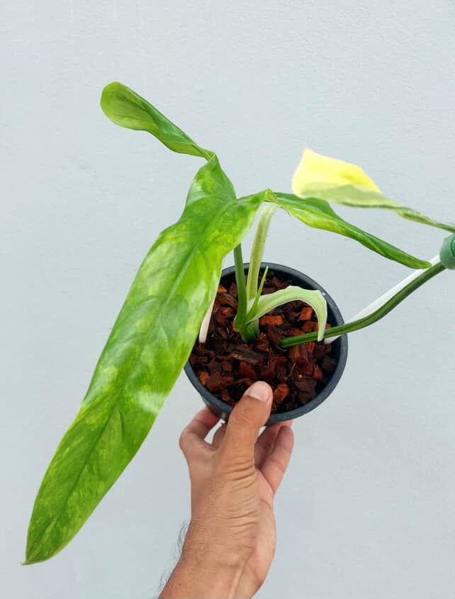 Philodendron holtonianum variegated | Rare - Image 2