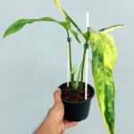 Philodendron holtonianum variegated