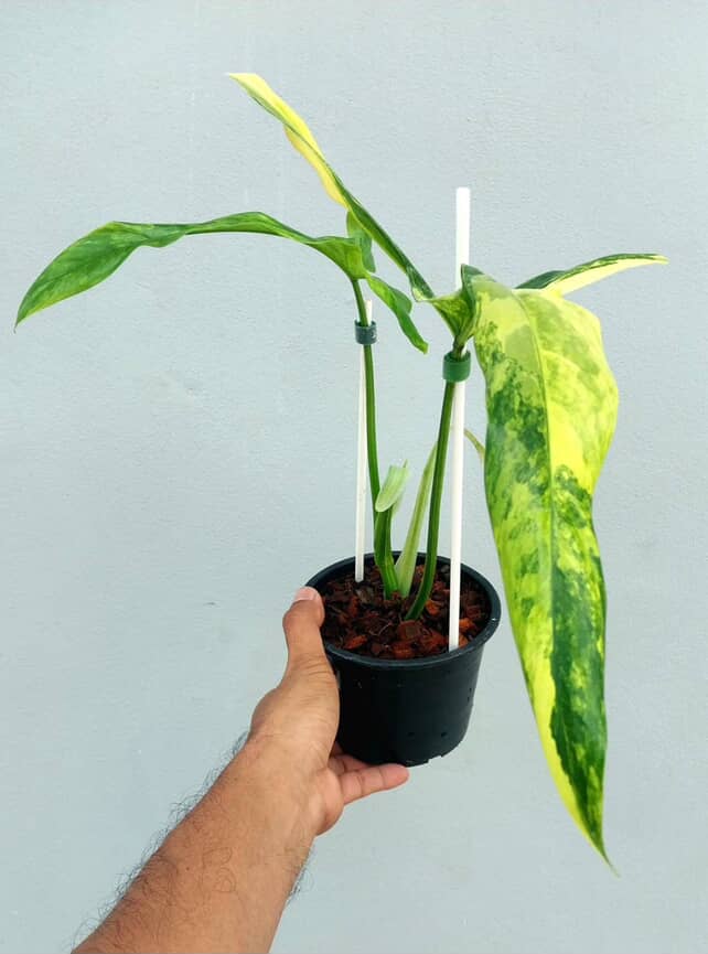 Philodendron holtonianum variegated