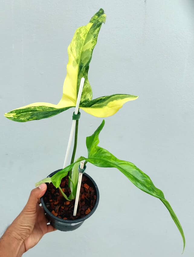 Philodendron holtonianum variegated | Rare - Image 3