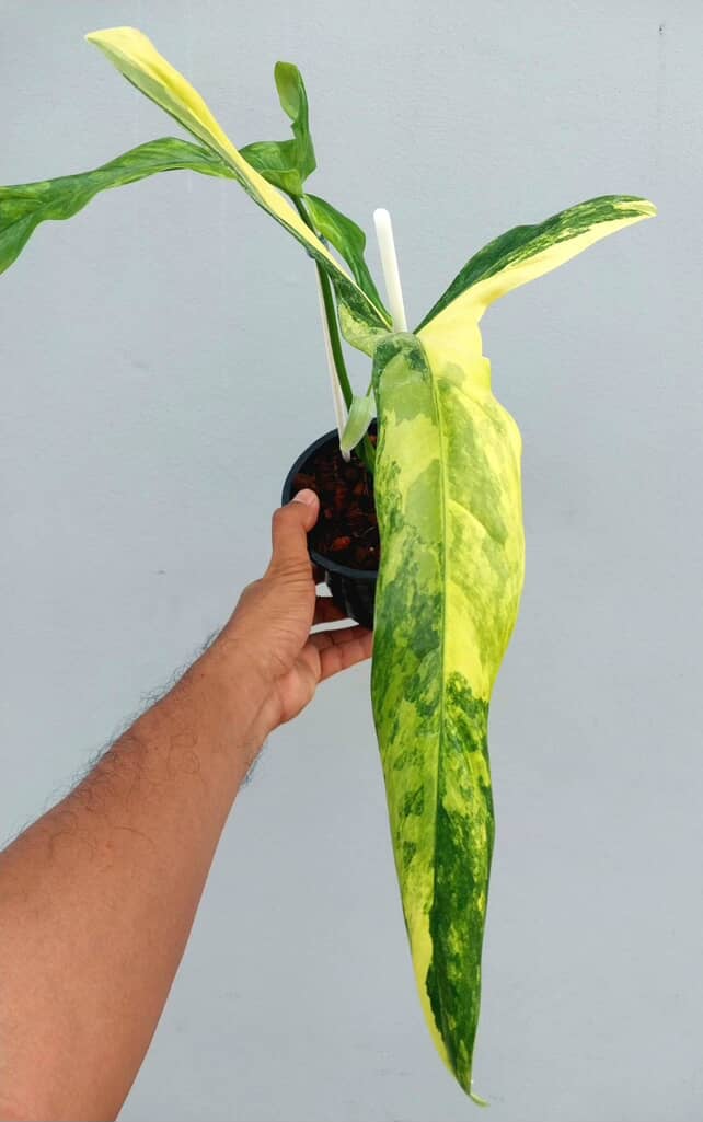 Philodendron holtonianum variegated | Rare - Image 4