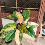 Philodendron Imperial Red Variegated