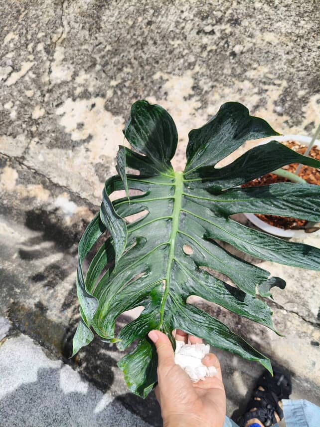 Monstera Deliciosa Tattoo - Jumbo Size exact plant - Image 3