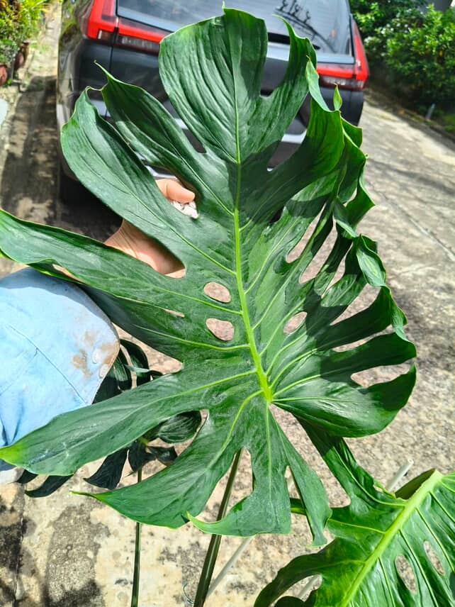 Monstera Deliciosa Tattoo - Jumbo Size exact plant - Image 4