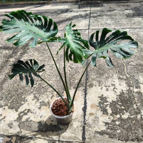 Monstera Deliciosa Tattoo