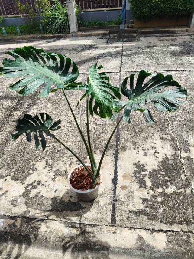 Monstera Deliciosa Tattoo